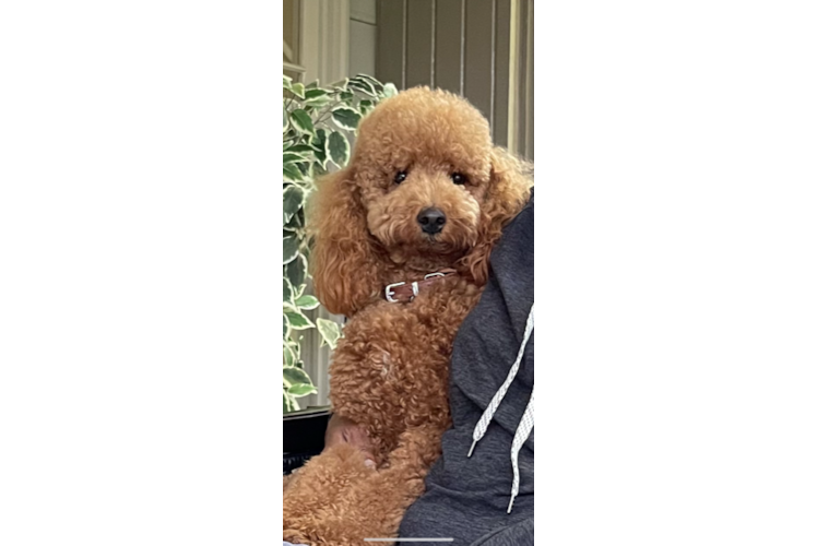 Cute Pudle Purebred Puppy