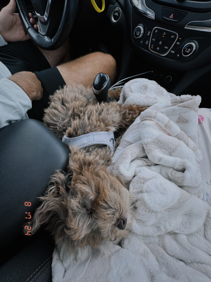 Mini Portidoodle Pup