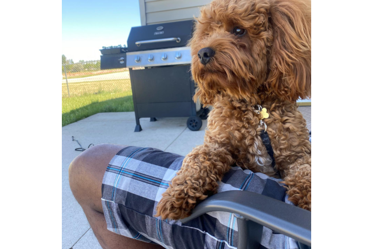 Adorable Cockerpoo Poodle Mix Puppy