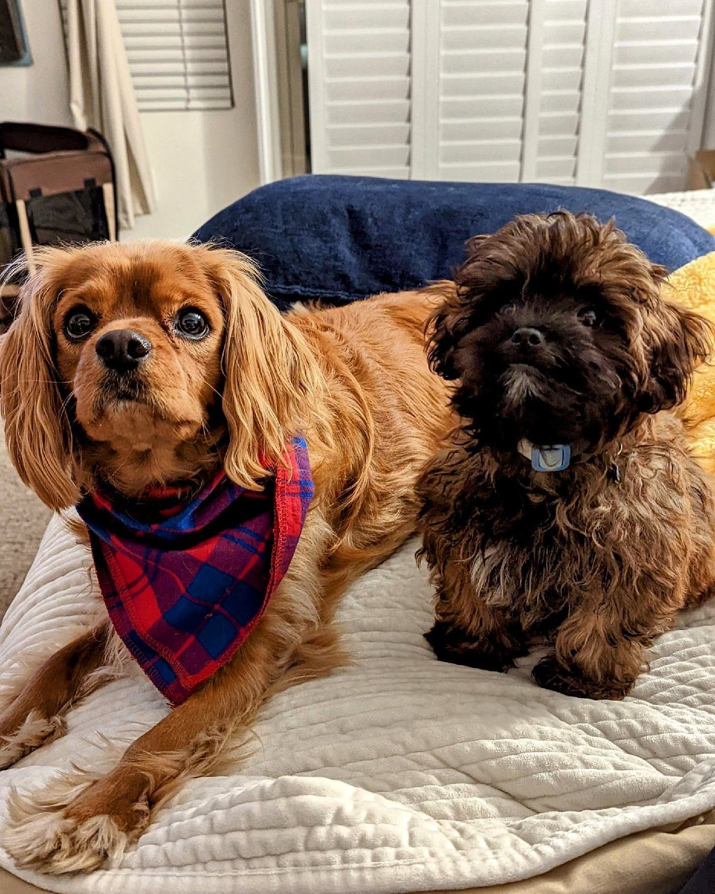 Best Shih Poo Baby