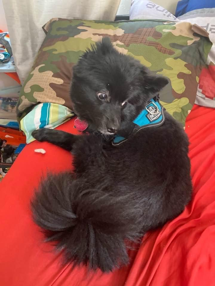 Hypoallergenic Pomeranian Purebred Pup