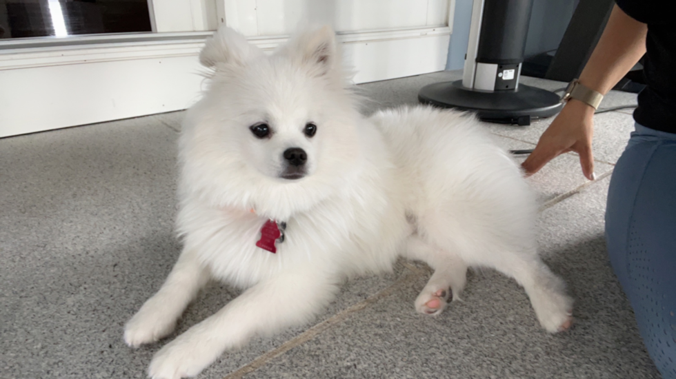 Petite Pomsky Designer Pup