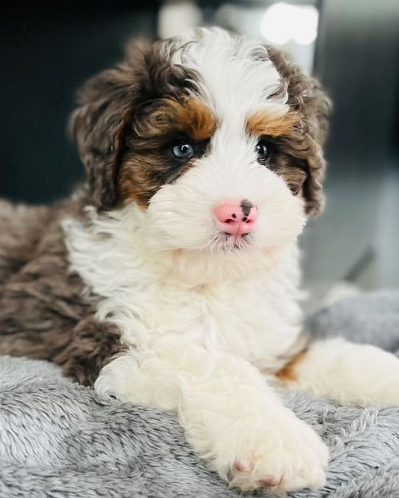 Best Mini Bernedoodle Baby