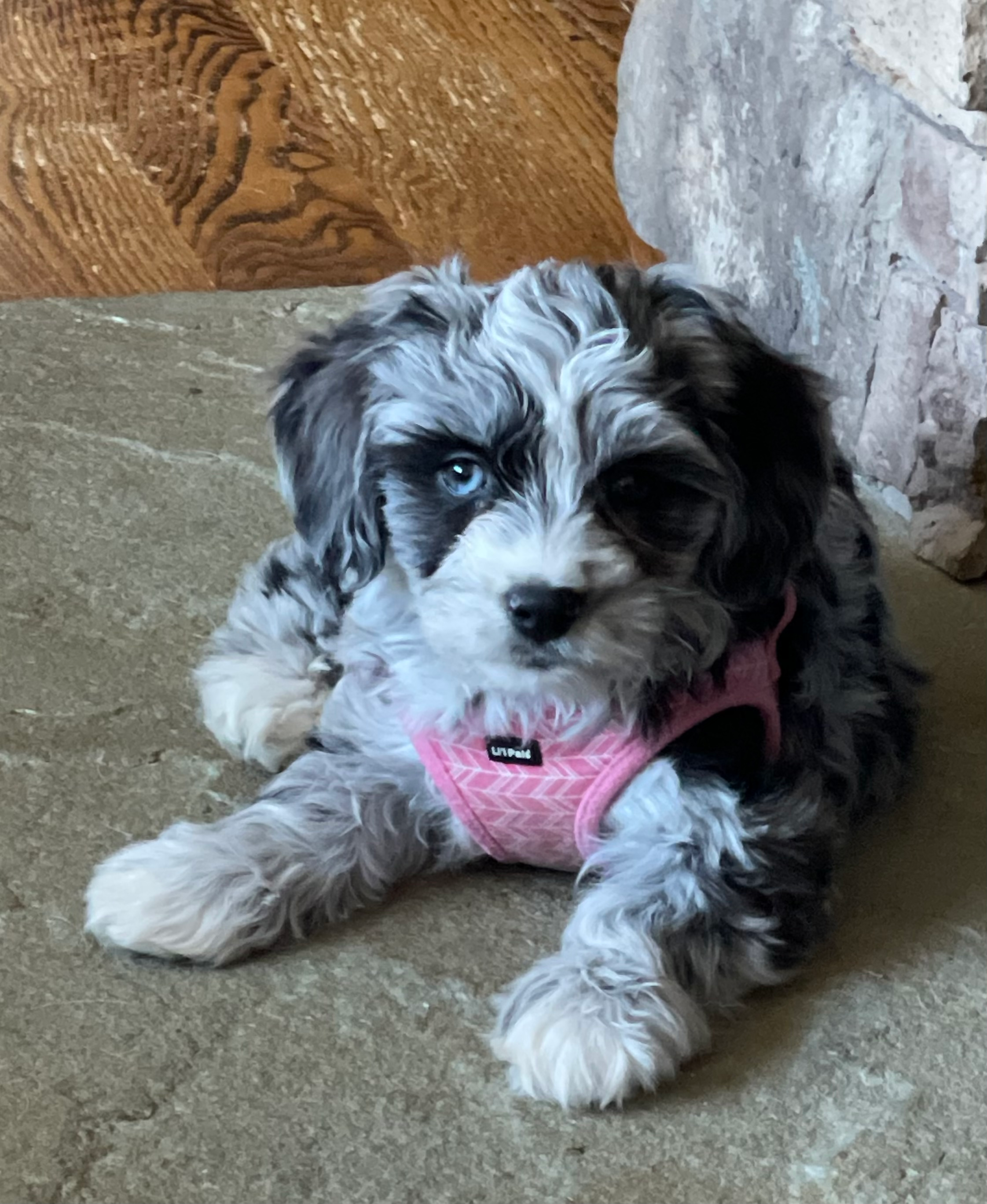 Little Australian Designer Puppy