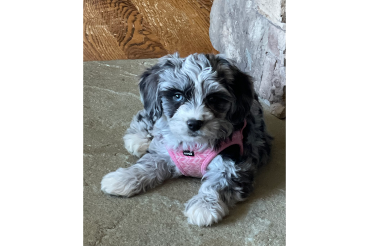 Little Australian Designer Puppy