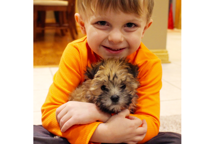 Morkie Pup Being Cute