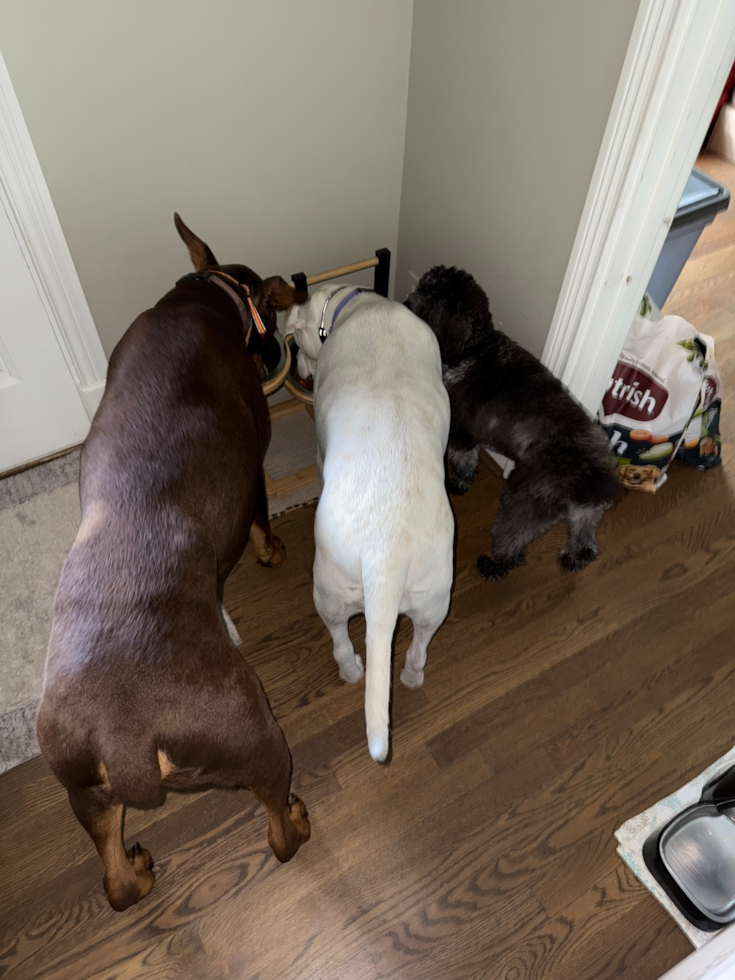 Cute Mini Aussiedoodle Pup