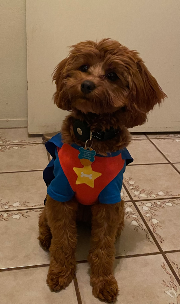 Adorable Cavoodle Poodle Mix Pup