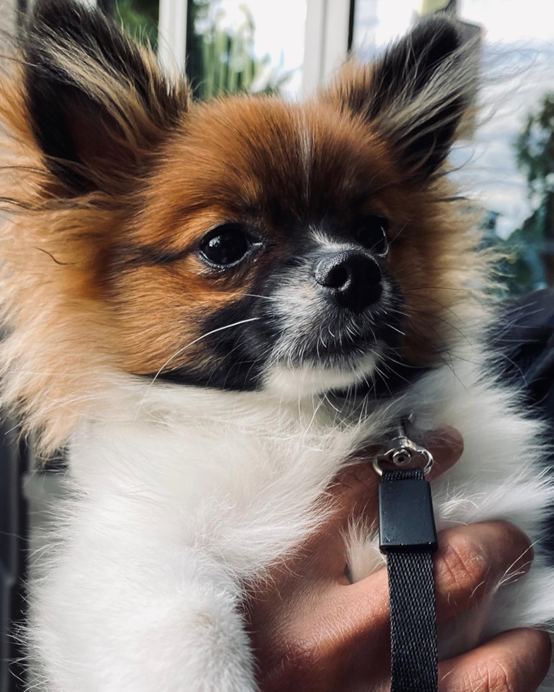 Portland Pomeranian Pup