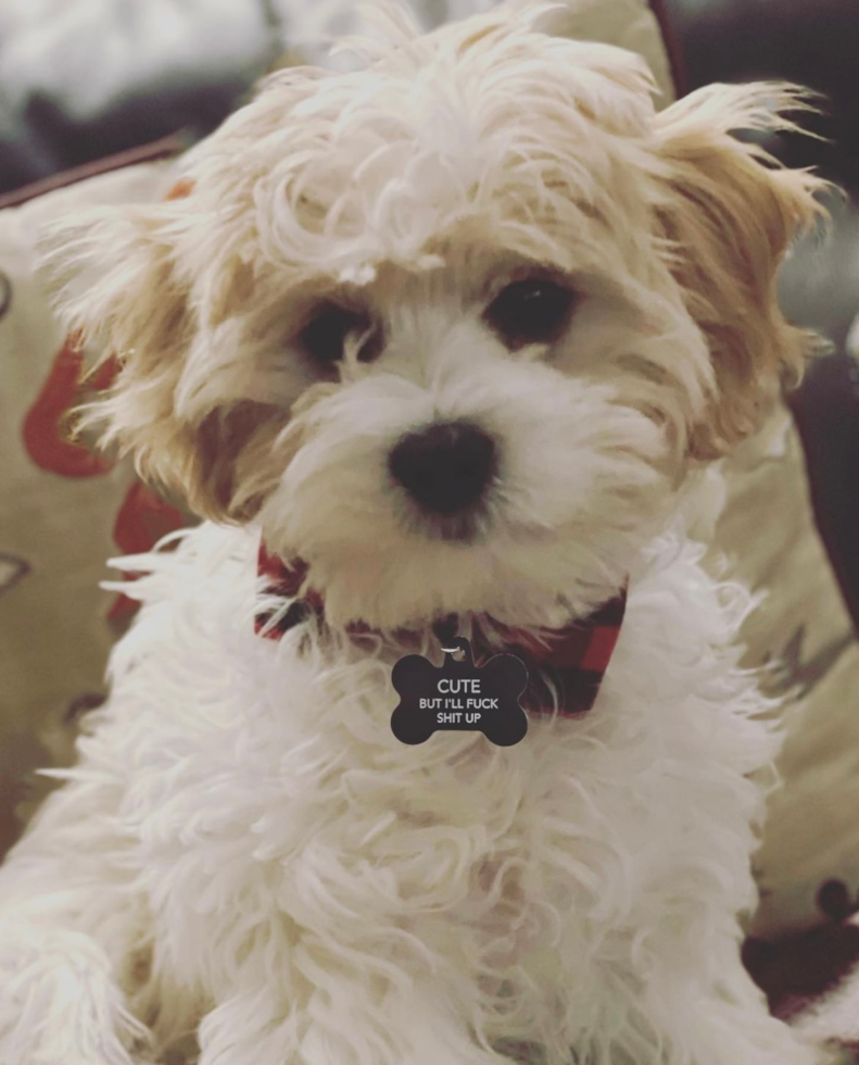 Popular Cavachon Designer Pup
