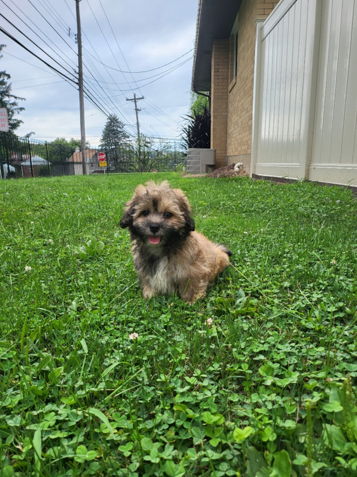 Teddy Bear Being Cute