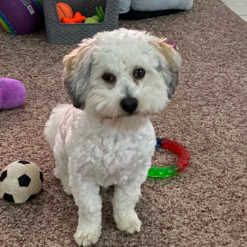 Popular Havanese Pup