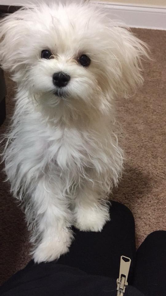 Funny Maltese Purebred Pup