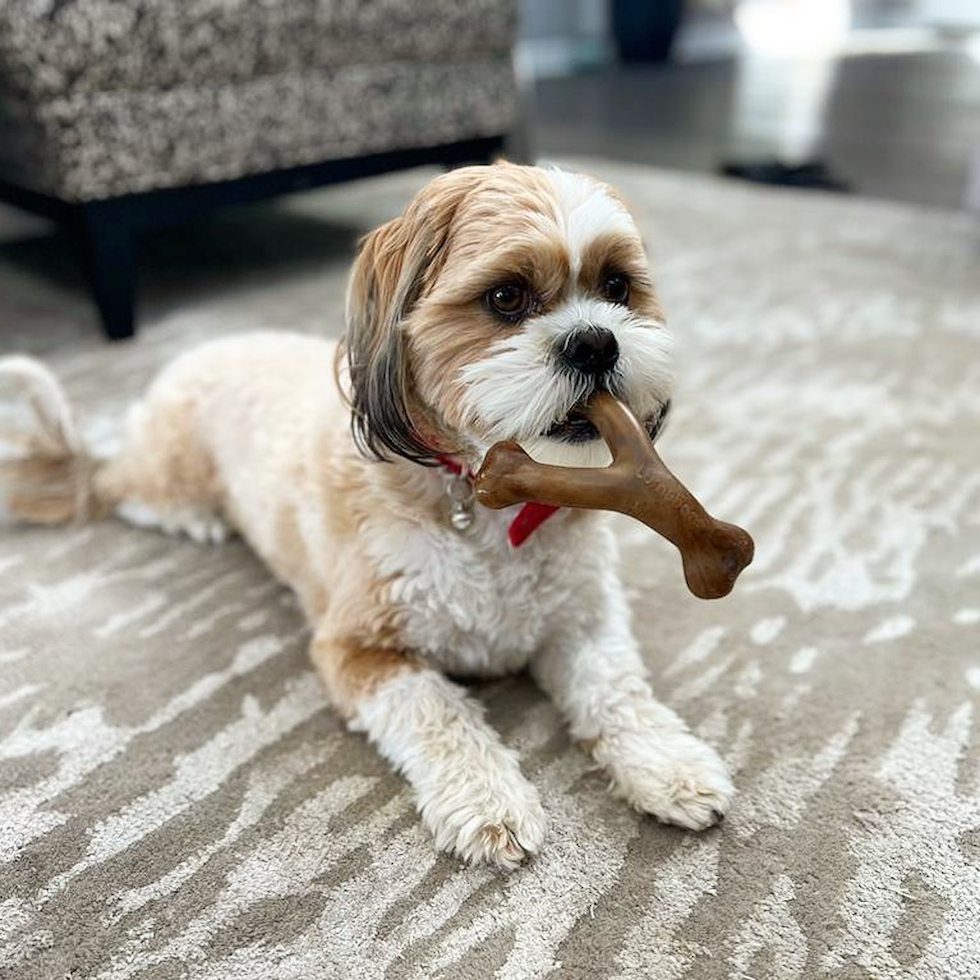 Friendly Shih Tzu Pup