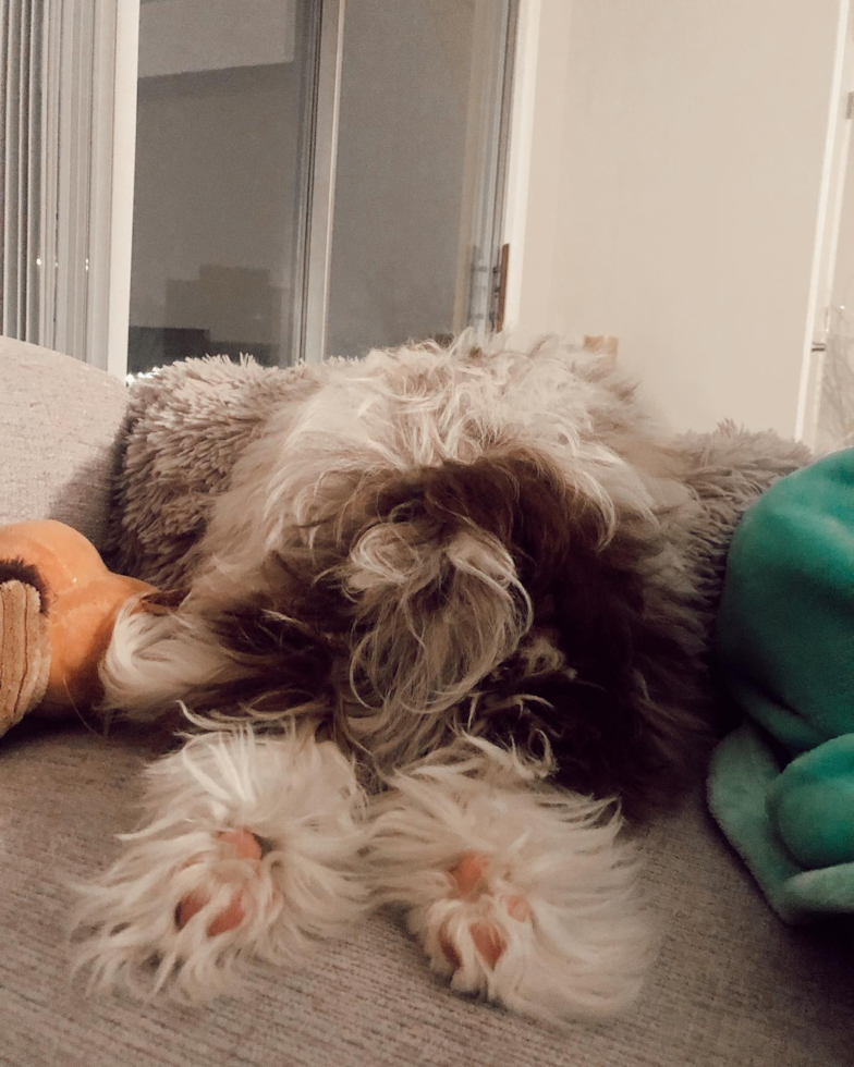 Mini Aussiedoodle Being Cute