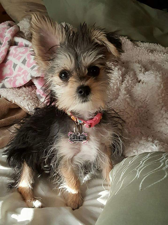 Best Morkie Baby