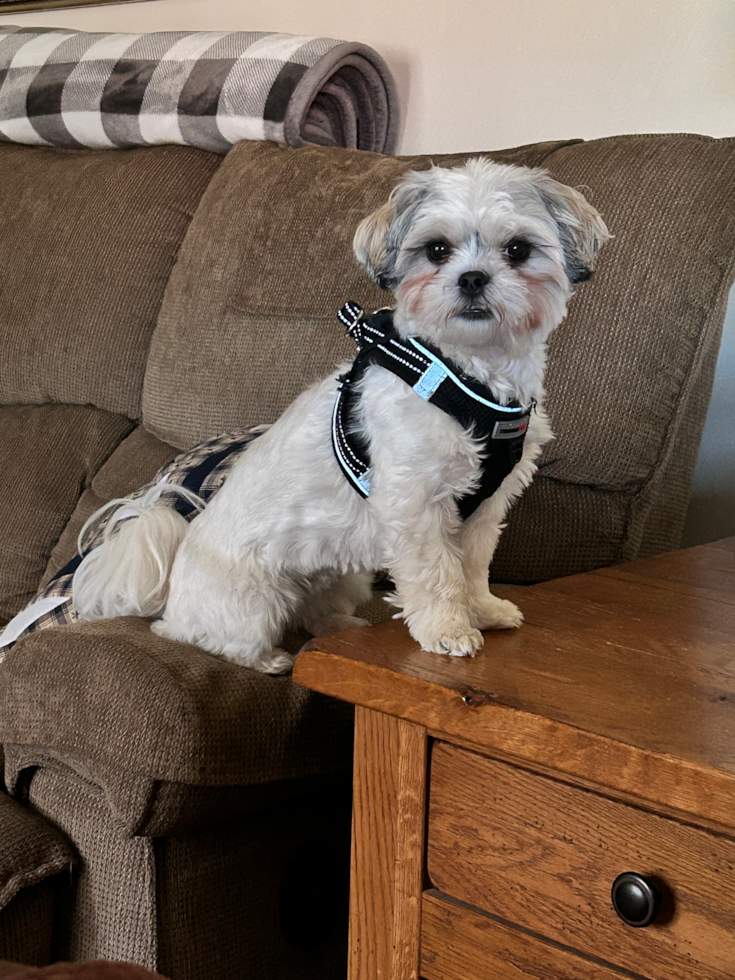 Adorable Shitzu Designer Pup