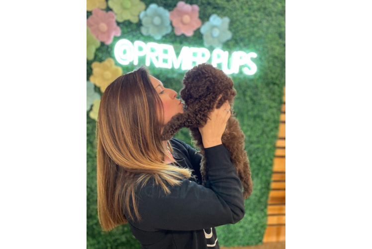 Hypoallergenic Labrador Poodle Mix Puppy