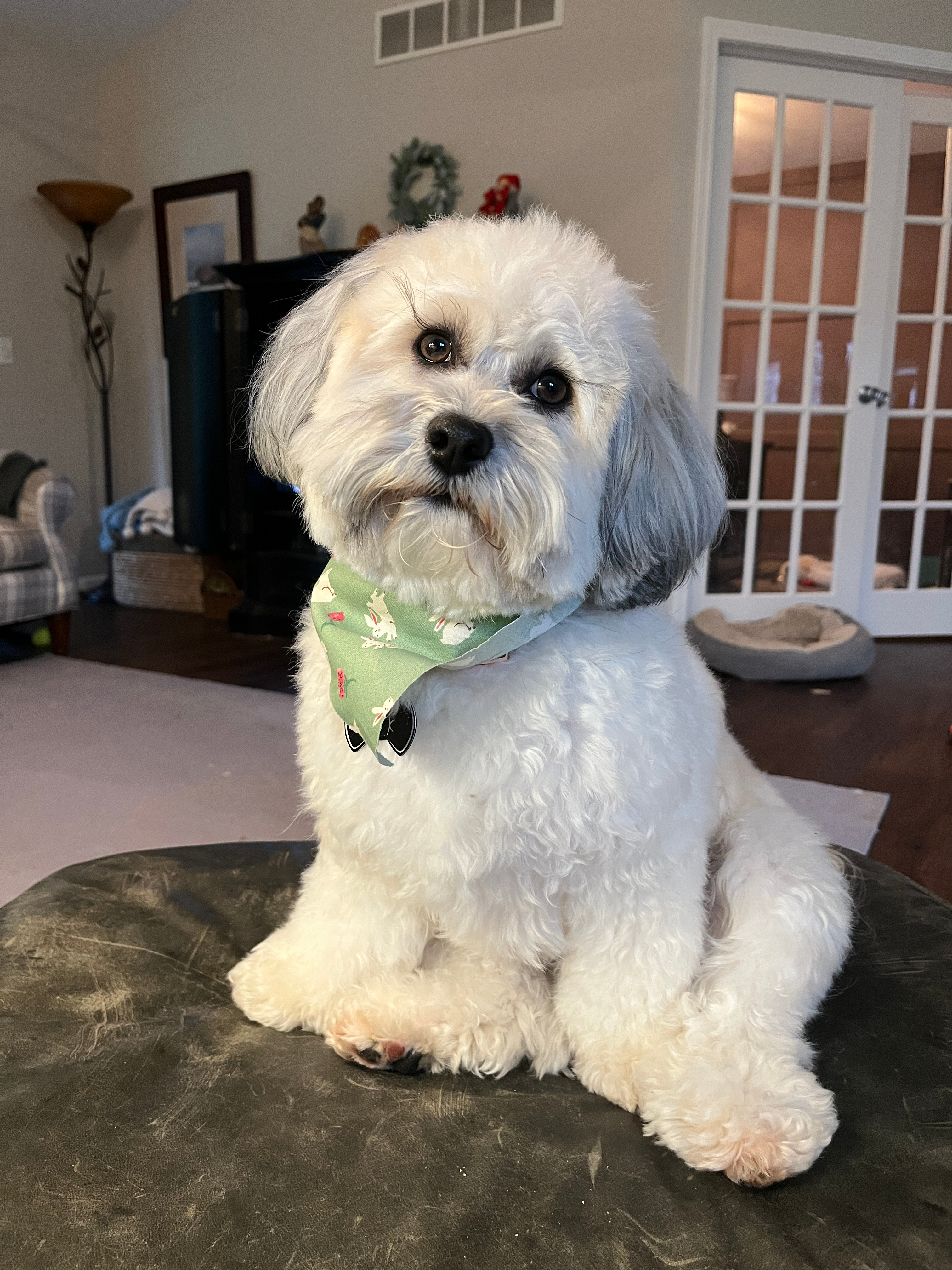 Havapoo Puppy for Adoption