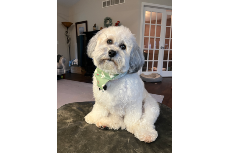 Havapoo Puppy for Adoption