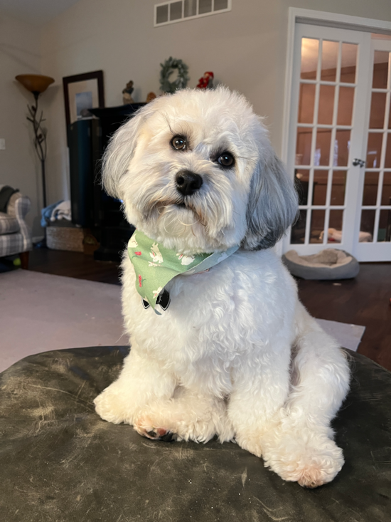 Popular Havapoo Poodle Mix Pup
