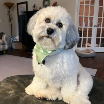 Popular Havapoo Poodle Mix Pup
