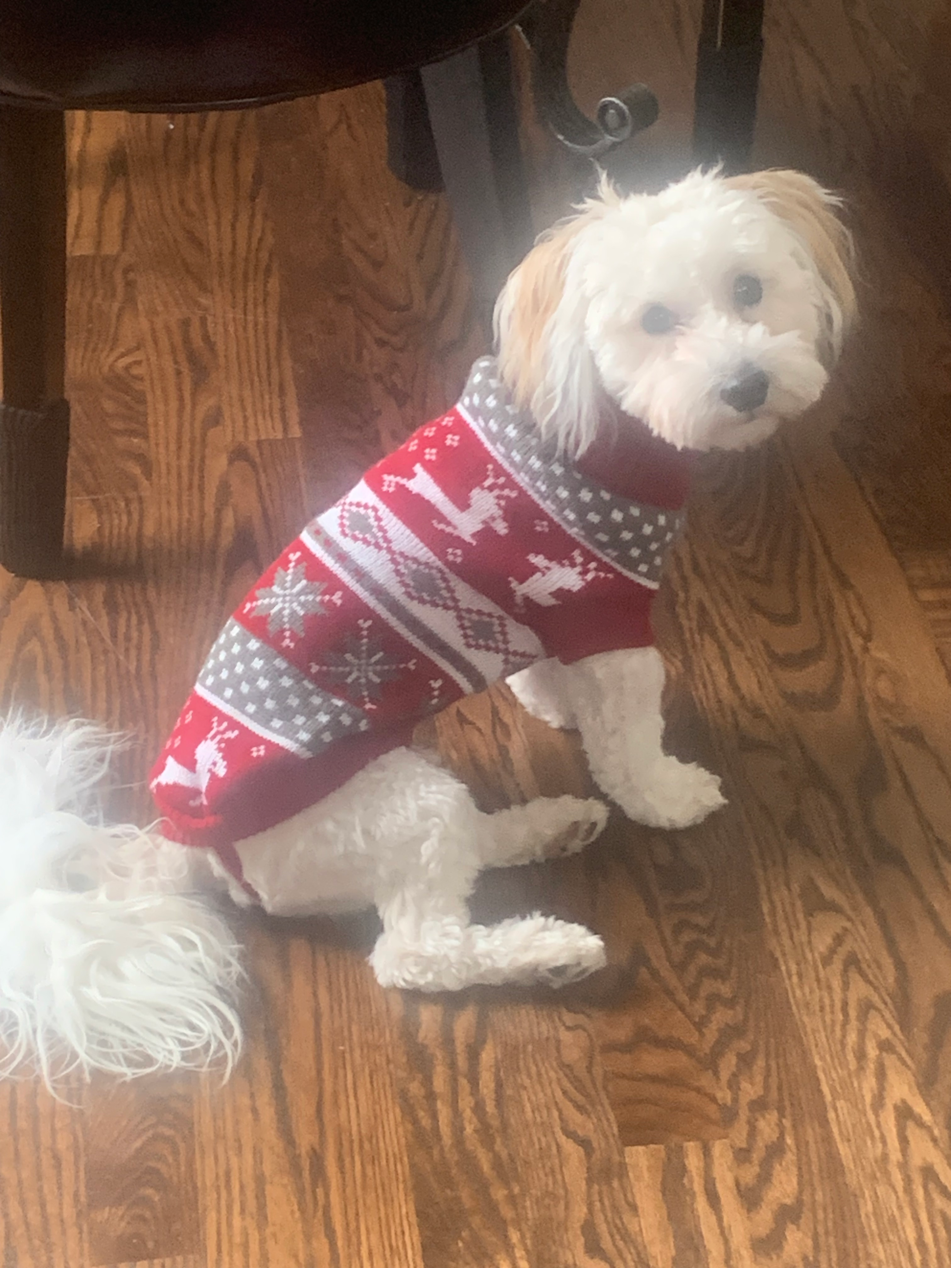 Hypoallergenic Havanese Purebred Pup