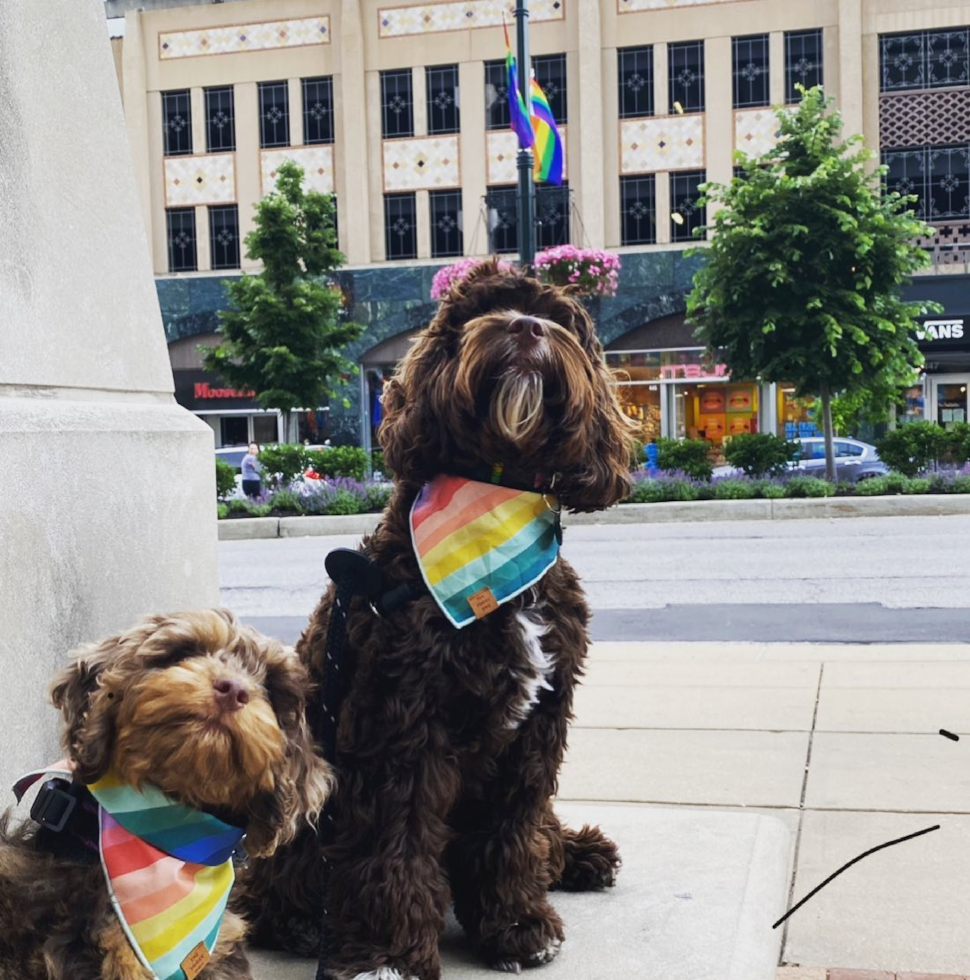 Energetic Cockerpoo Poodle Mix Pup