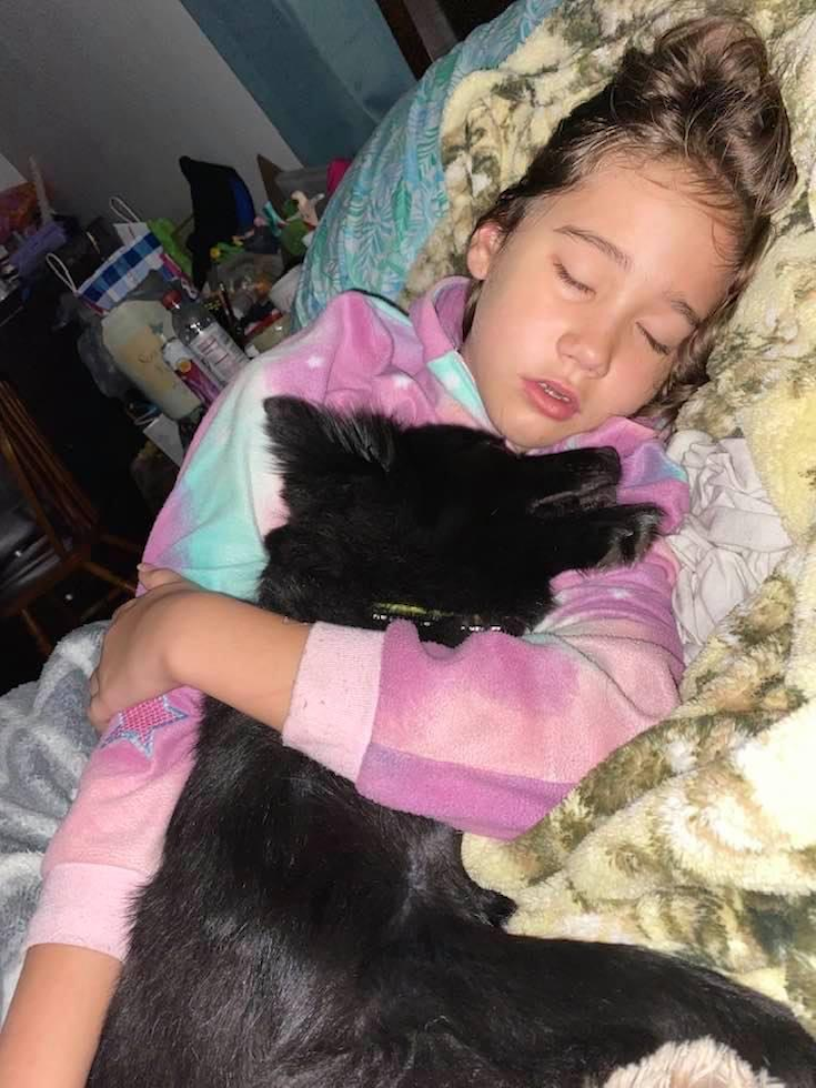 Funny Pomeranian Purebred Pup