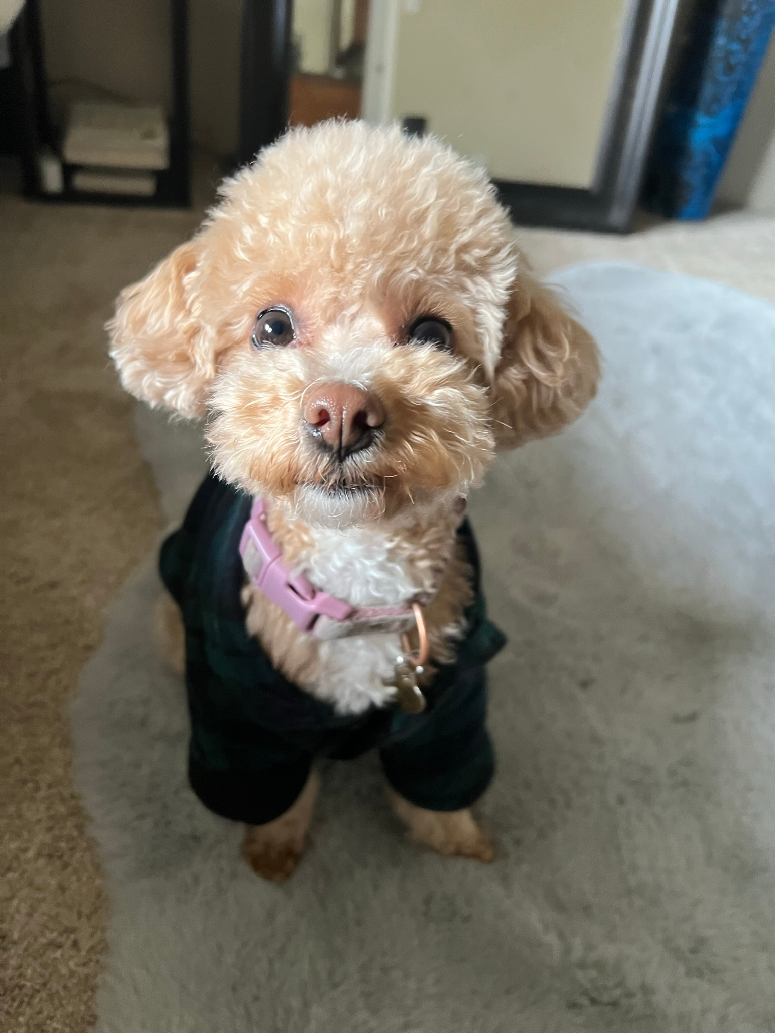 Poochon Puppy for Adoption