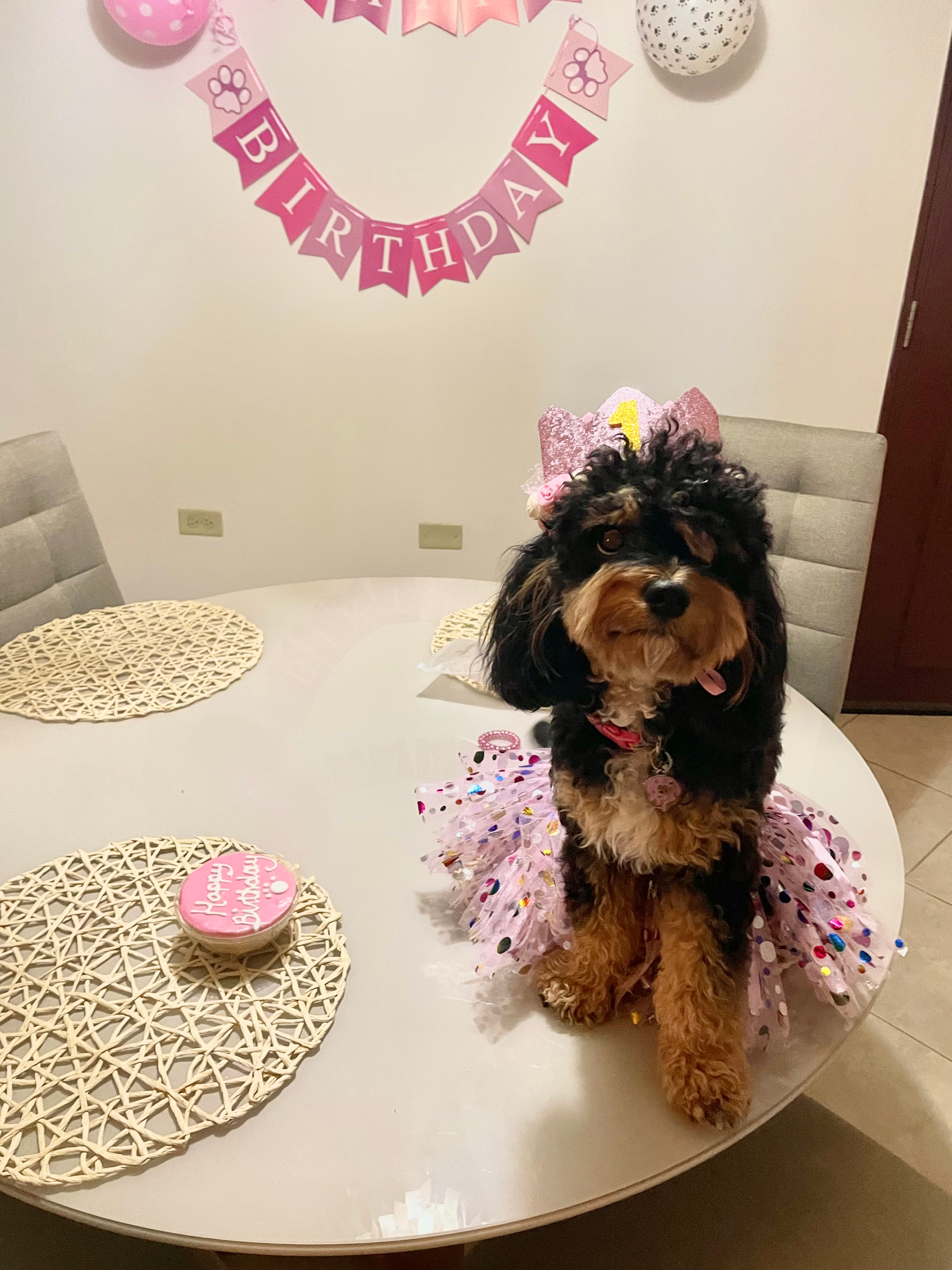 Cavapoo Puppy for Adoption