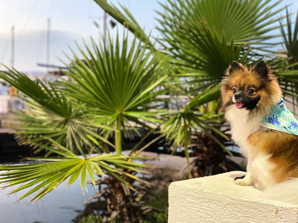 Portland Pomeranian Pup