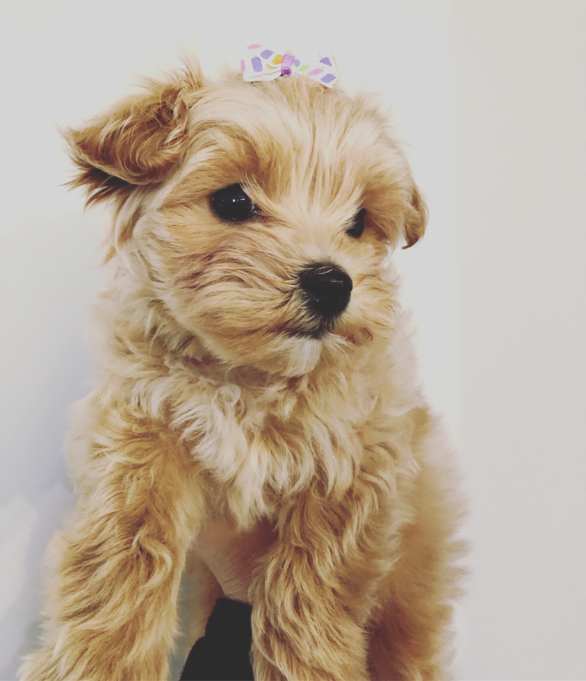 Cute Maltipoo Pup in Murfreesboro TN