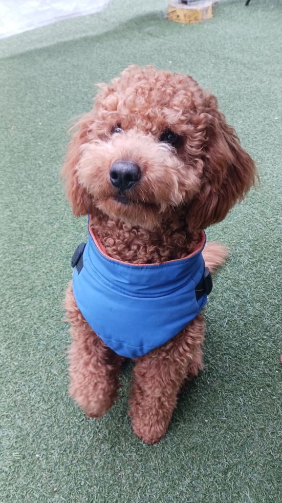 Mini Goldendoodle Being Cute