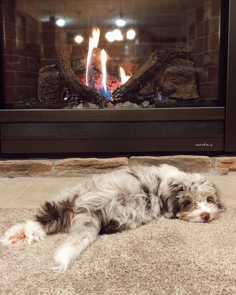 Toledo Mini Aussiedoodle Pup