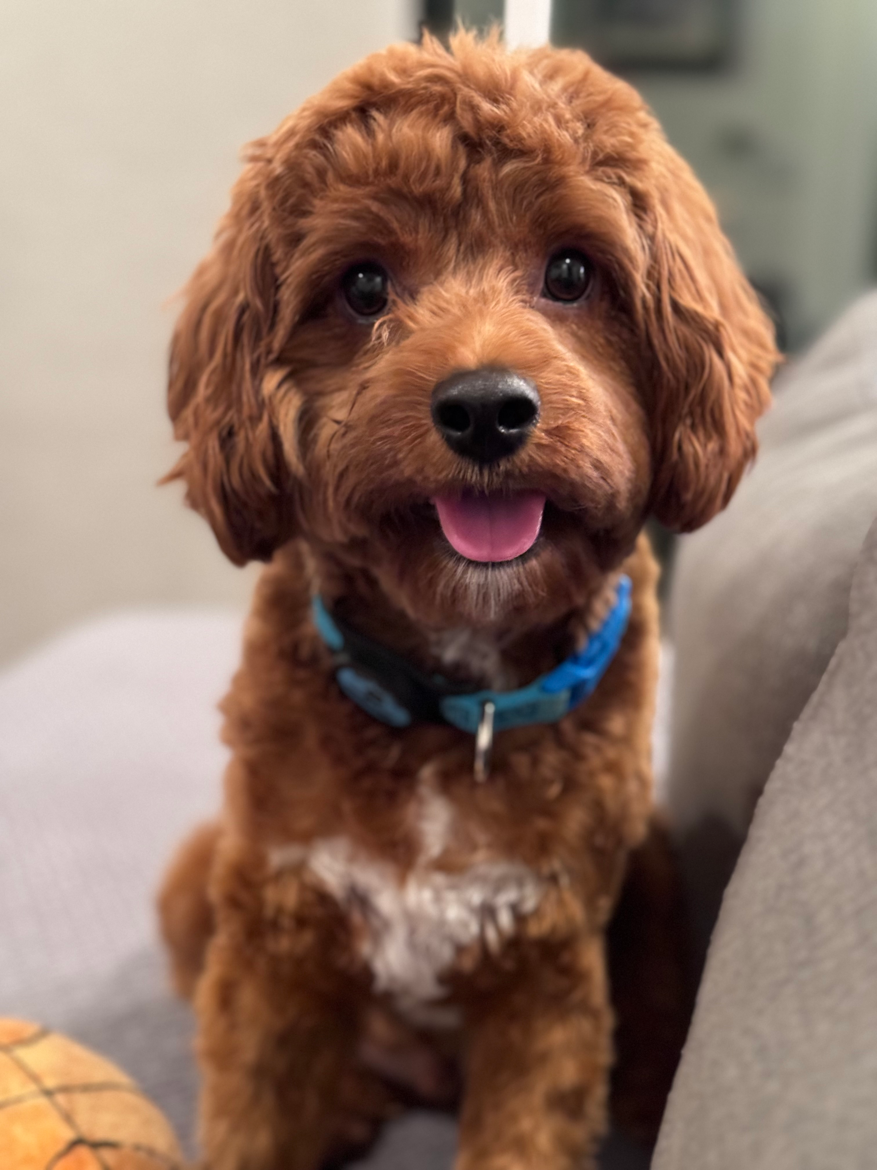 Best Cavapoo Baby