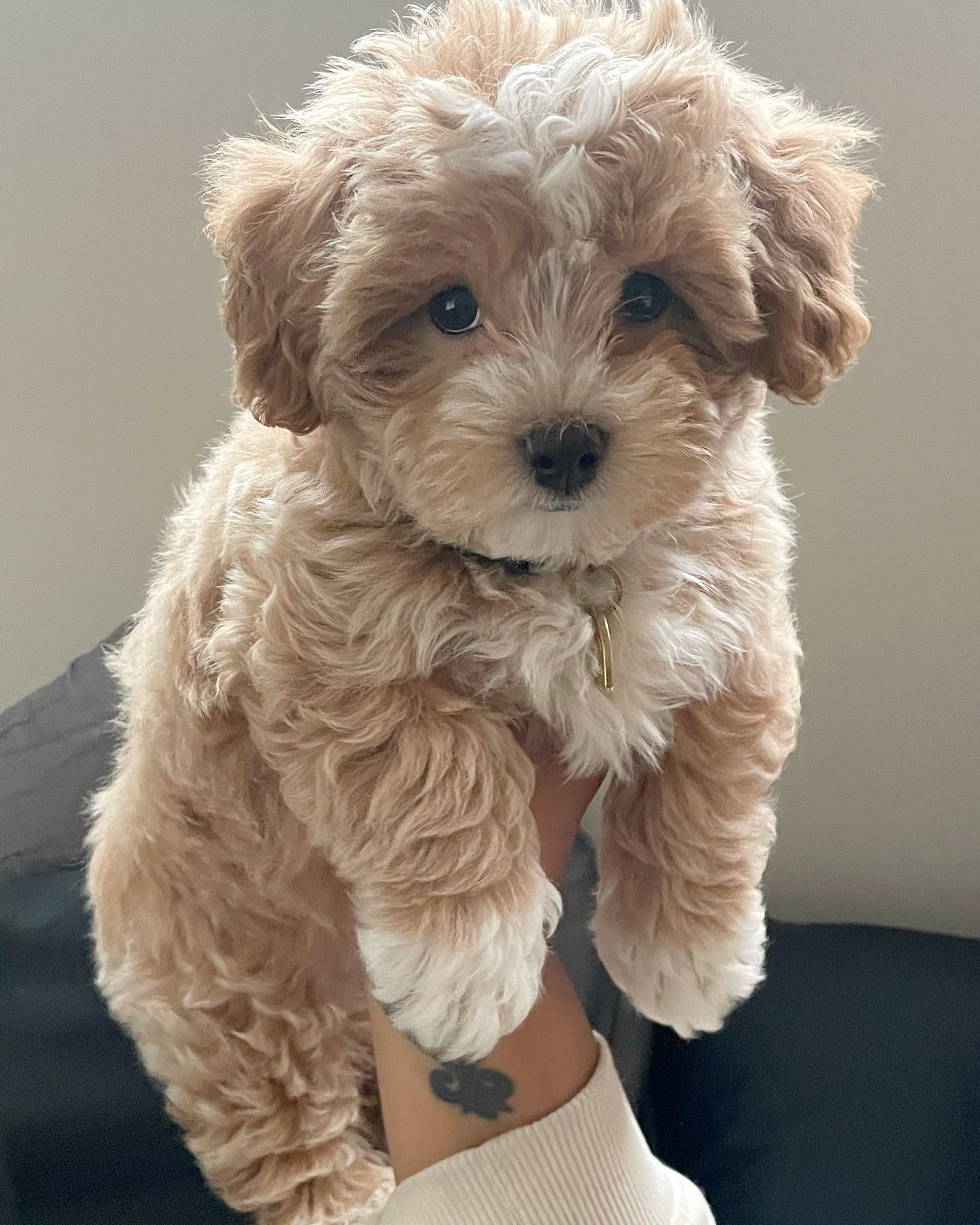 Little Maltese Poodle Poodle Mix Puppy
