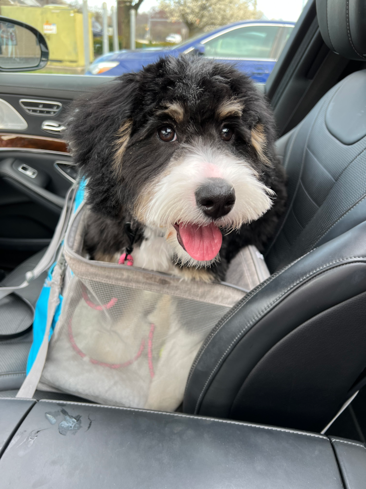 Sweet Mini Bernedoodle Pup in