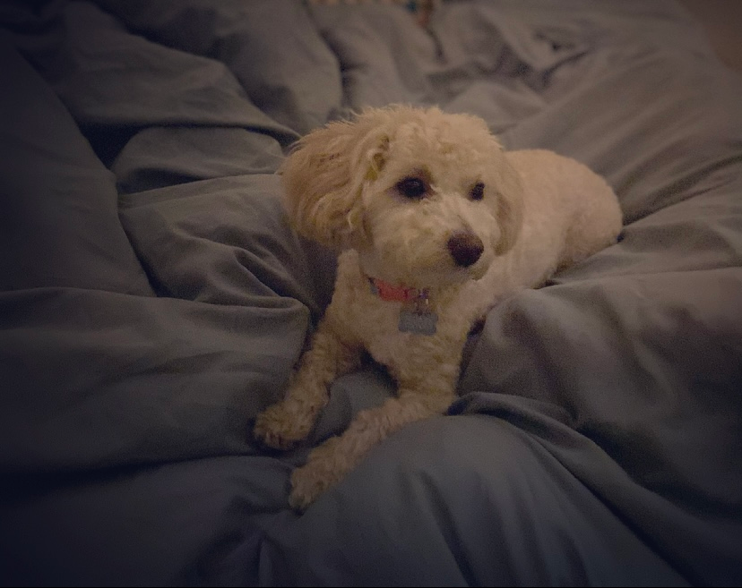 Maltipoo Puppy for Adoption