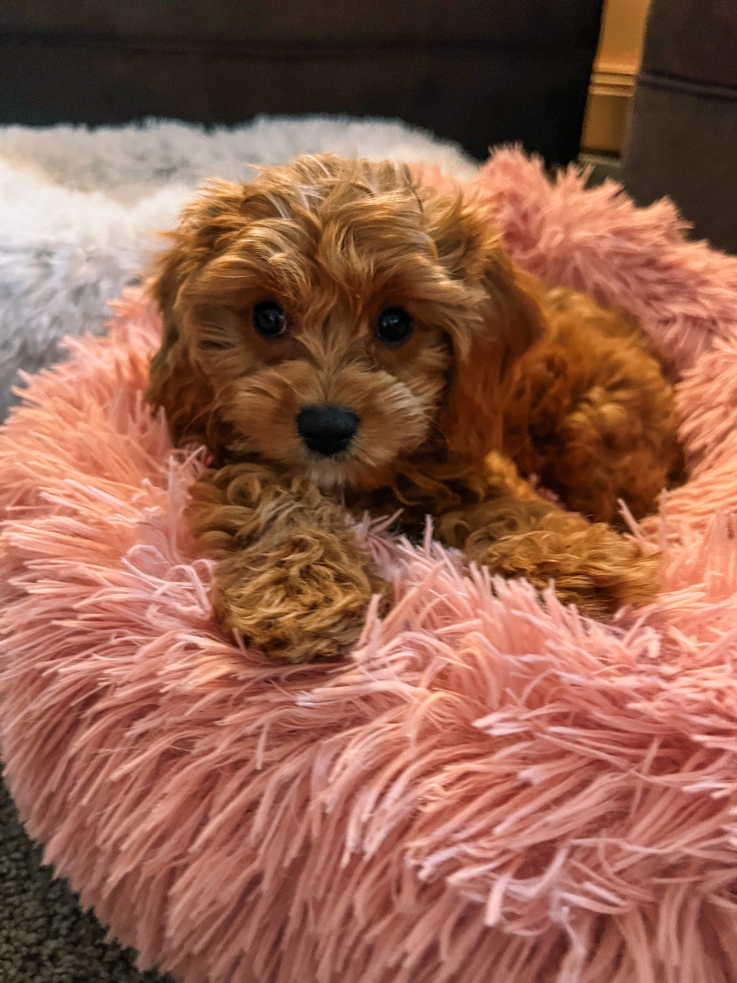 Smart Cavapoo Poodle Mix Pup