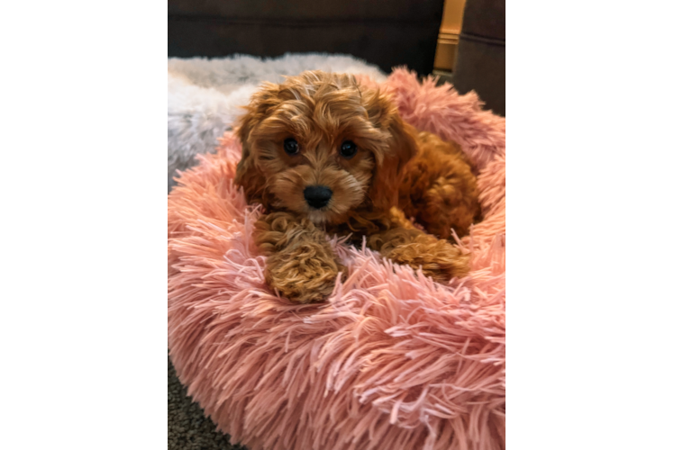Smart Cavapoo Poodle Mix Pup