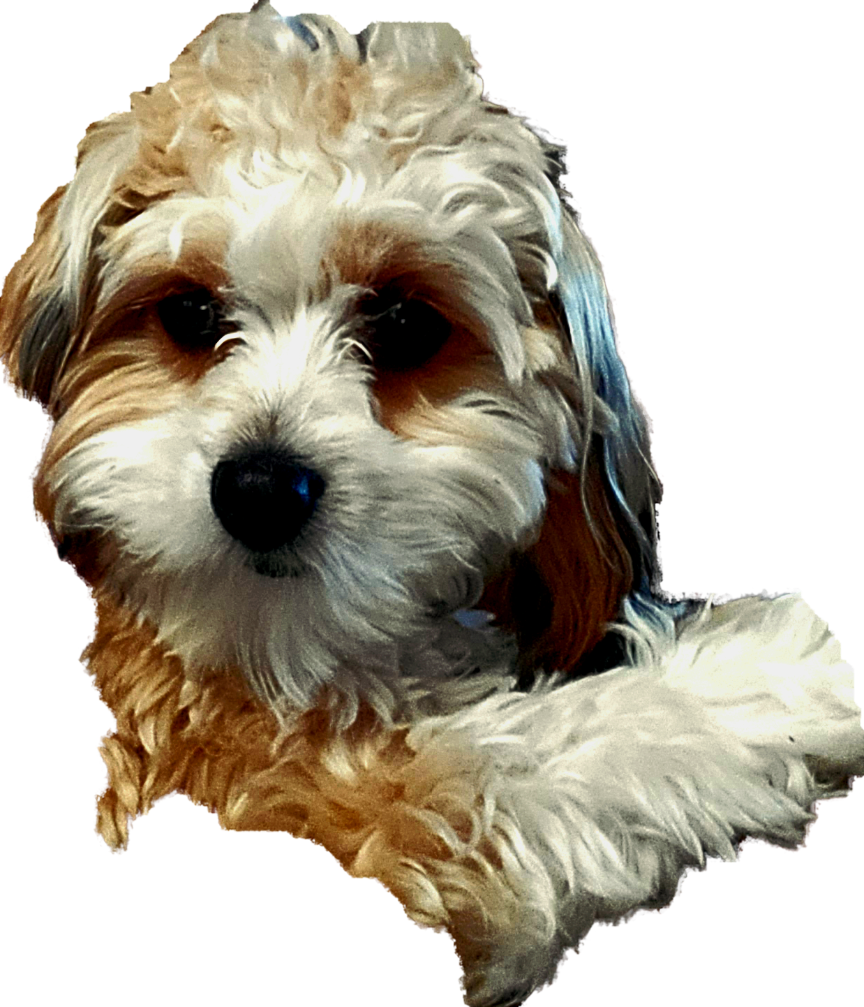 Cavapoo Pup Being Cute