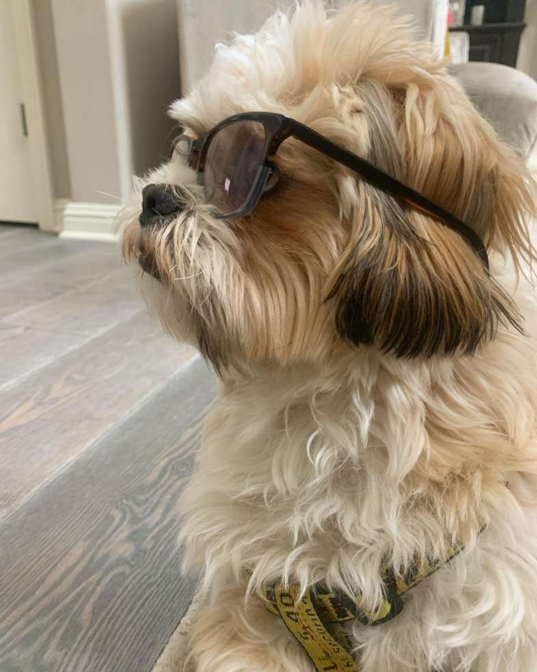 Popular Shih Tzu Purebred Pup