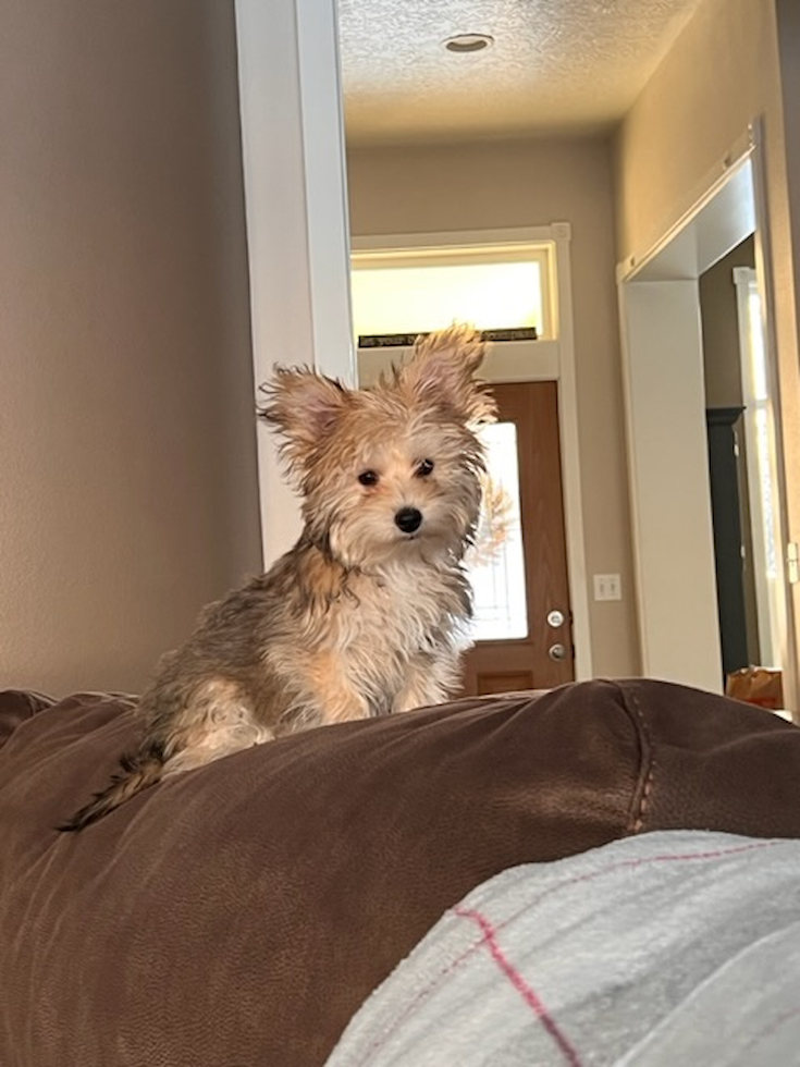 Yorkie Chon Being Cute