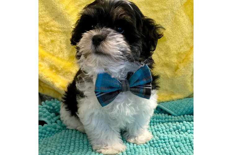 Playful Shichon Designer Puppy