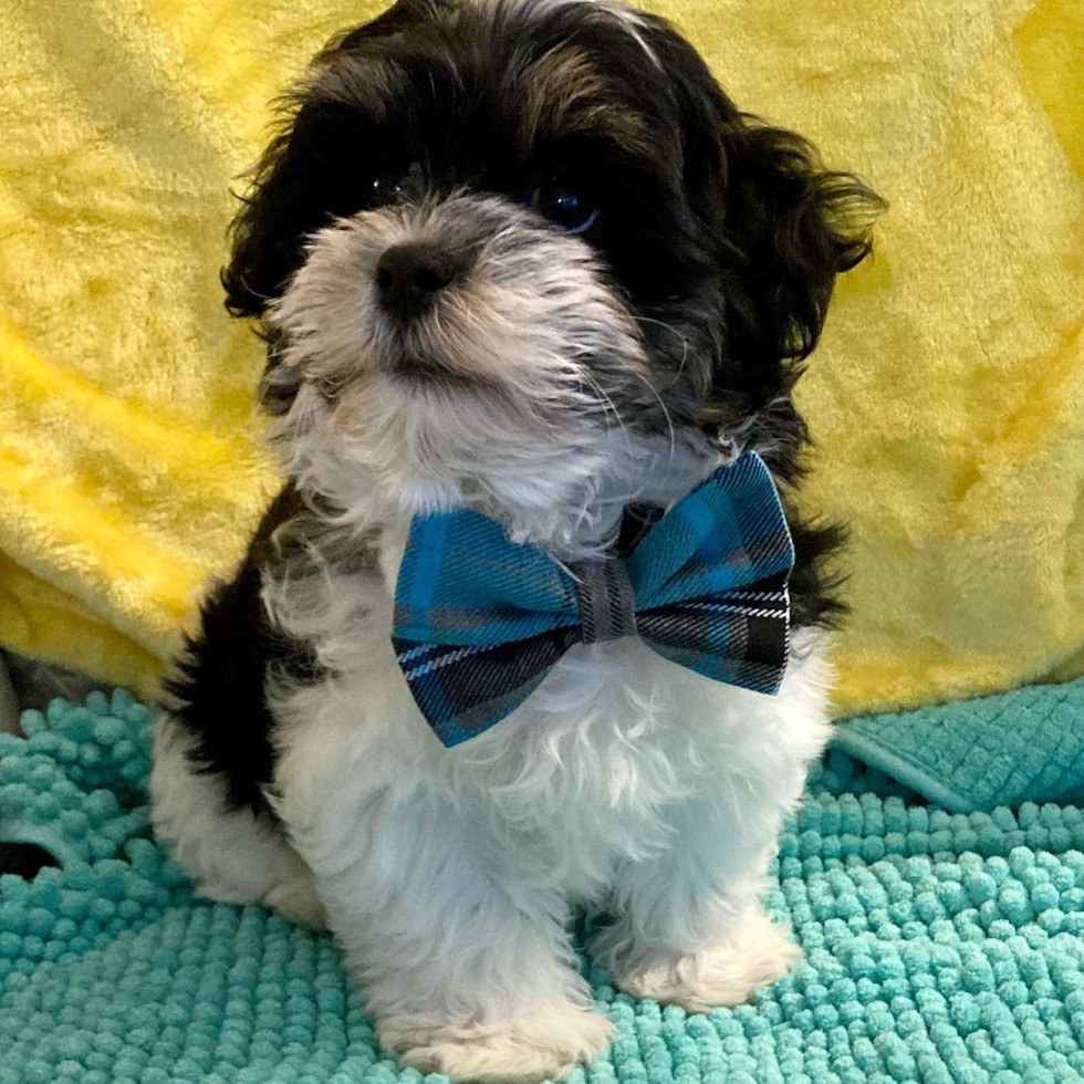 Sandy Teddy Bear Pup