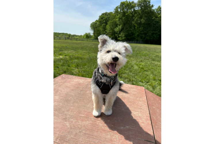 Best Mini Huskydoodle Baby