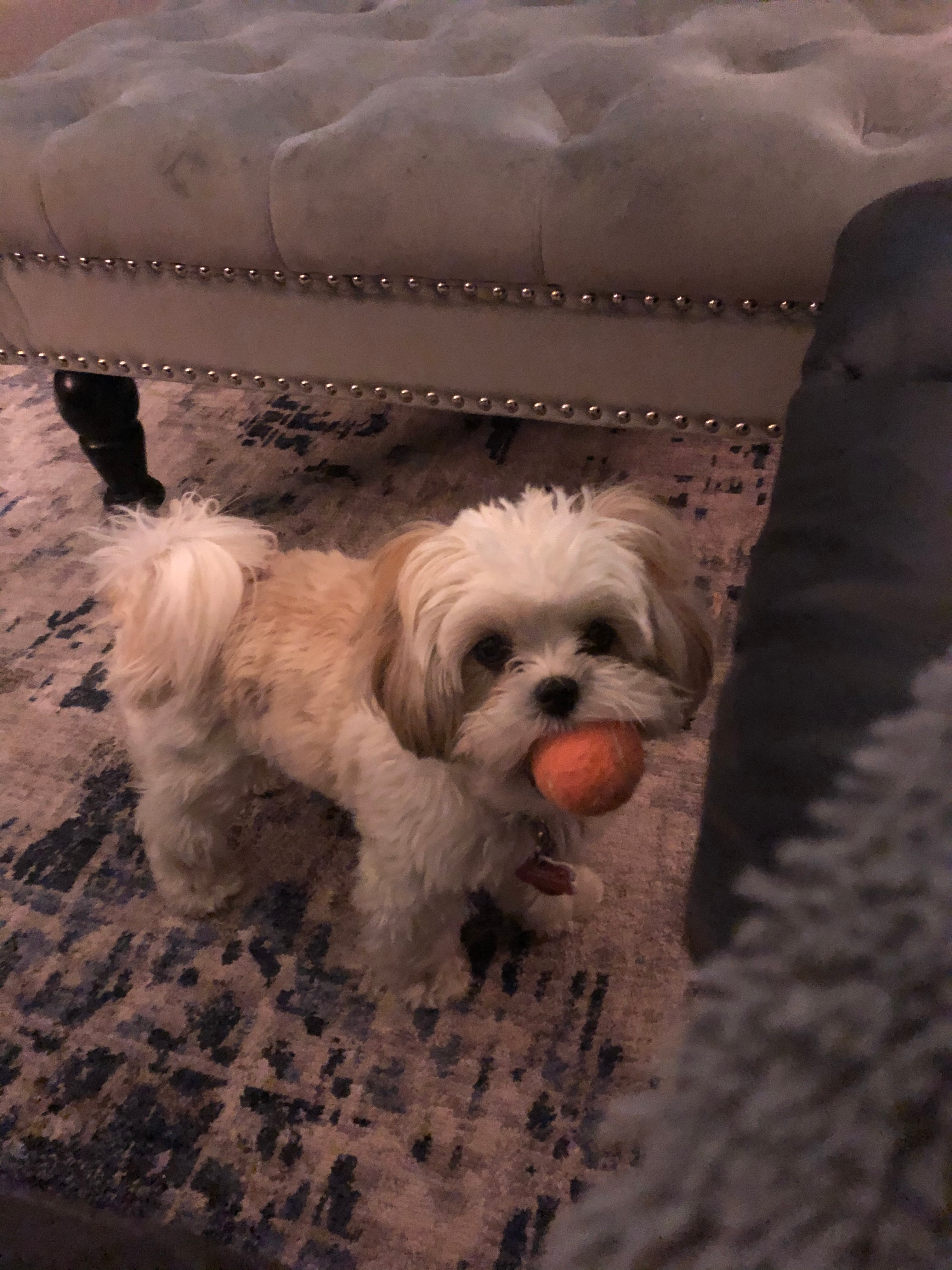 Hypoallergenic Shichon Designer Puppy