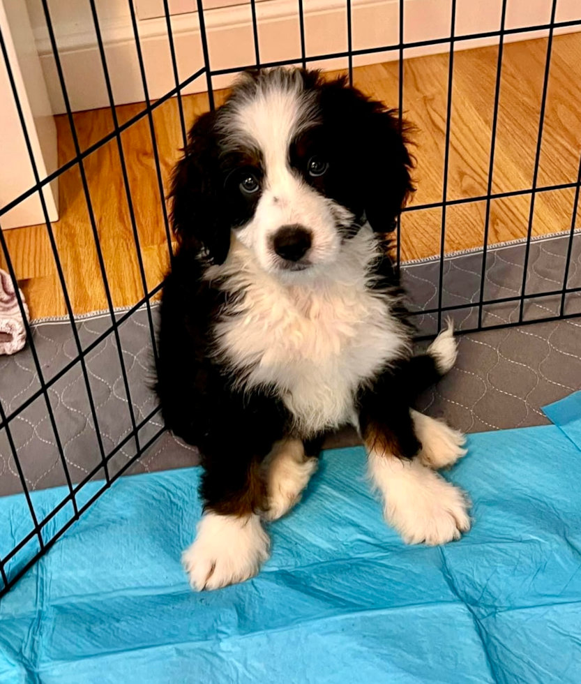 Hypoallergenic Mini Berniedoodle Poodle Mix Pup