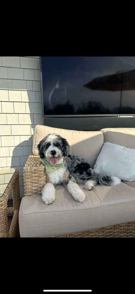 Mini Bernedoodle Pup